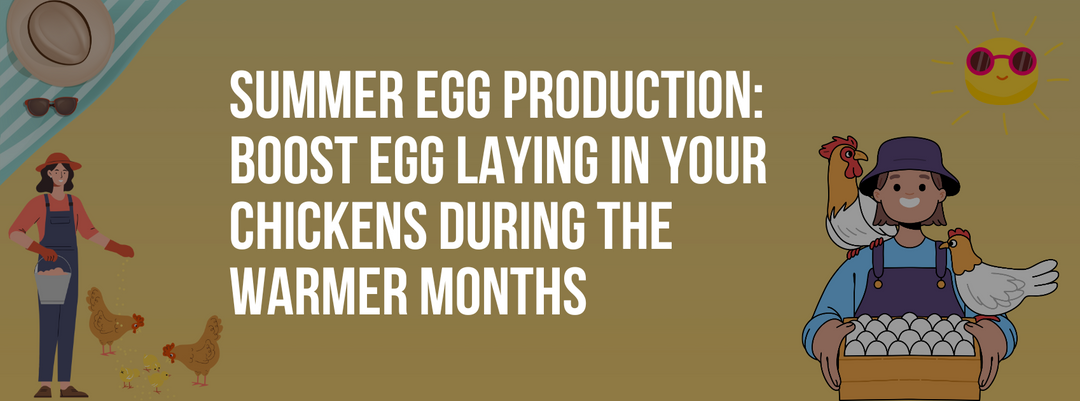 Summer Egg Production: Boost Egg Laying in Your Chickens During the Warmer Months