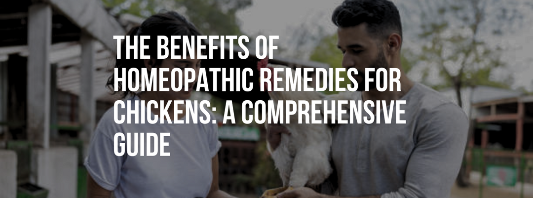 The Benefits of Homeopathic Remedies for Chickens: A Comprehensive Guide