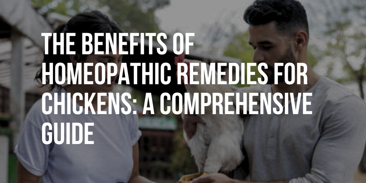 The Benefits of Homeopathic Remedies for Chickens A Comprehensive