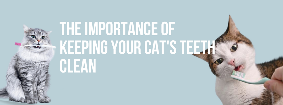 The Importance of Keeping Your Cat's Teeth Clean