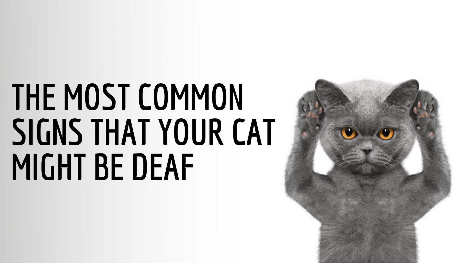The Most Common Signs That Your Cat Might Be Deaf
