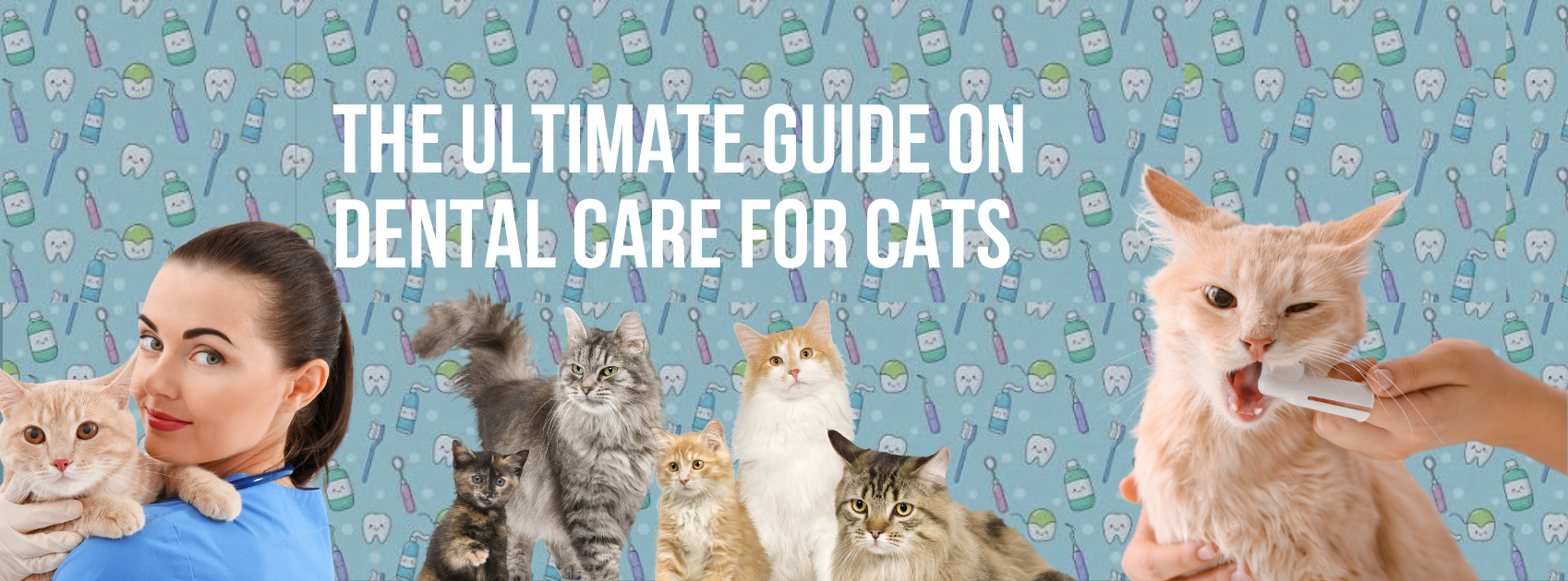 The Ultimate Guide on Dental Care for Cats