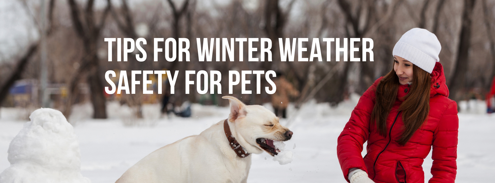 Tips for Winter Weather Safety for Pets