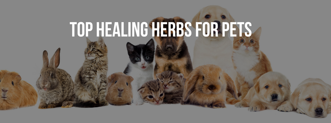 Discover Nature's Healing Power: Top Healing Herbs for Pets