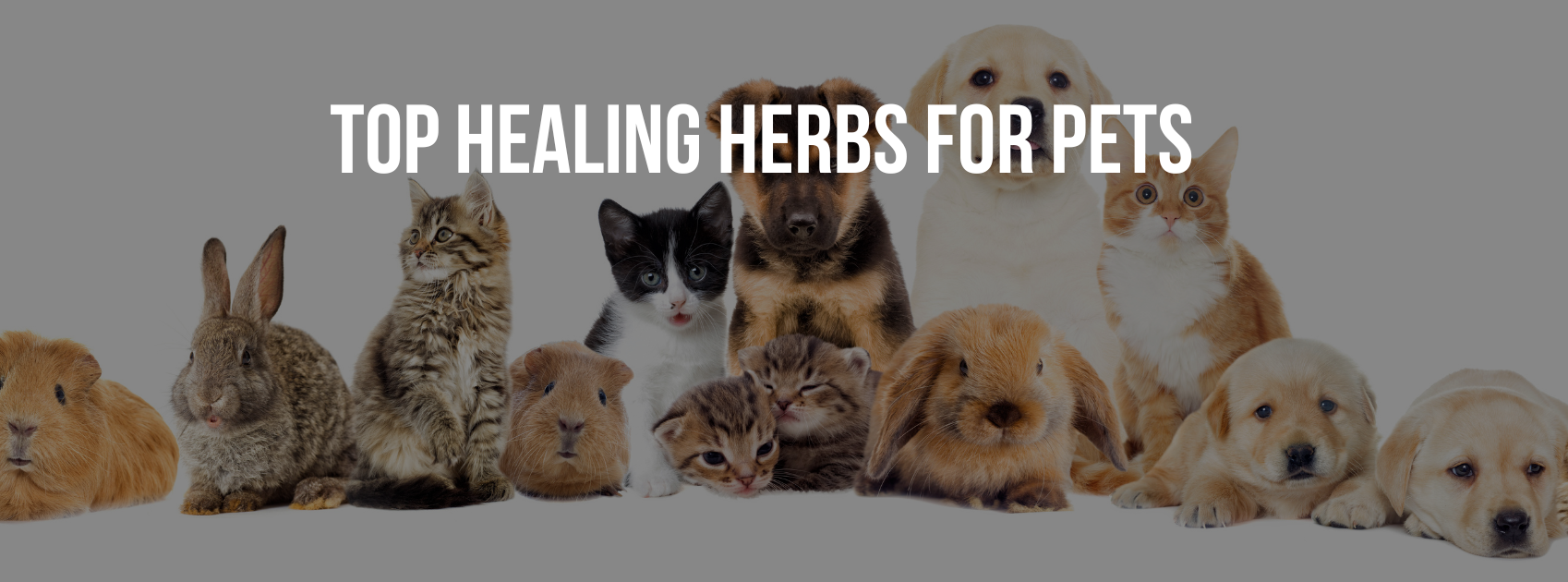 Discover Nature's Healing Power: Top Healing Herbs for Pets