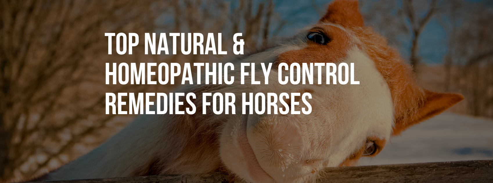 Top Natural & Homeopathic Fly Control Remedies for Horses — Healthy Animals 4Ever