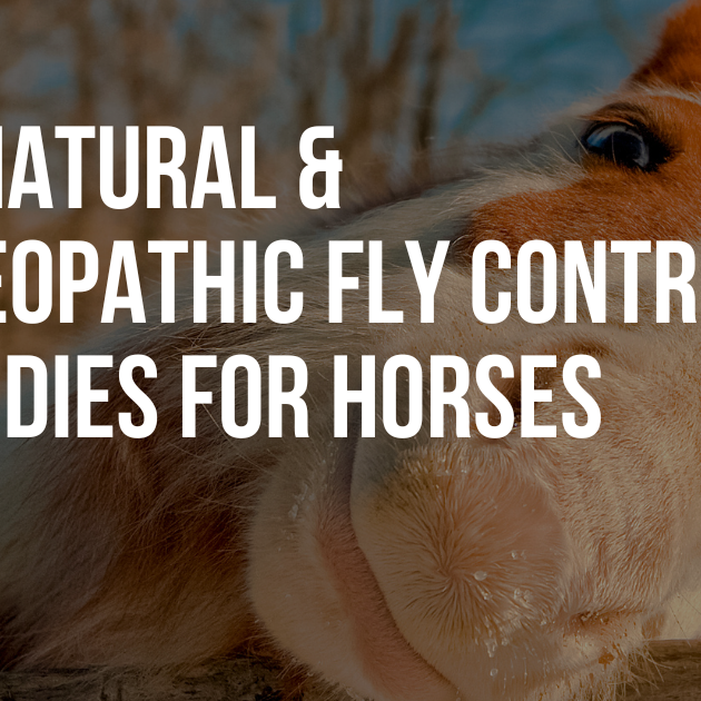 Top Natural & Homeopathic Fly Control Remedies for Horses