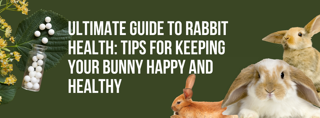 Ultimate Guide to Rabbit Health: Tips for Keeping Your Bunny Happy and Healthy