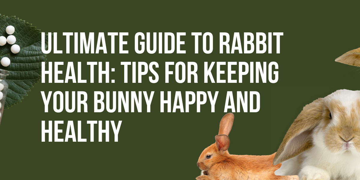 Ultimate Guide to Rabbit Health: Tips for Keeping Your Bunny Happy and ...