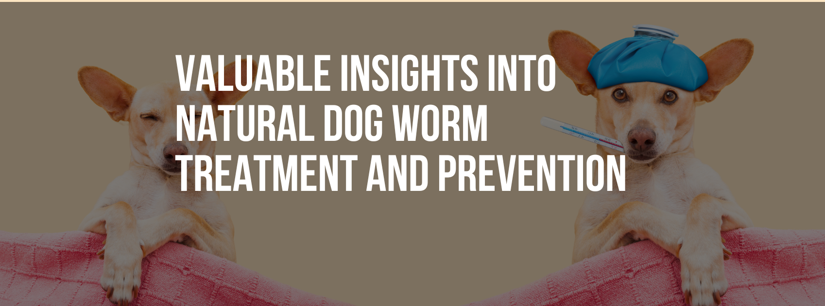 Valuable Insights into Natural Dog Worm Treatment and Prevention