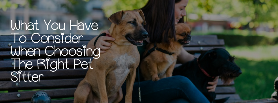 WHAT YOU HAVE TO CONSIDER WHEN CHOOSING THE RIGHT PET SITTER