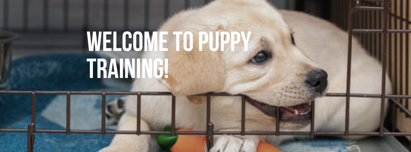 Welcome to Puppy Training!