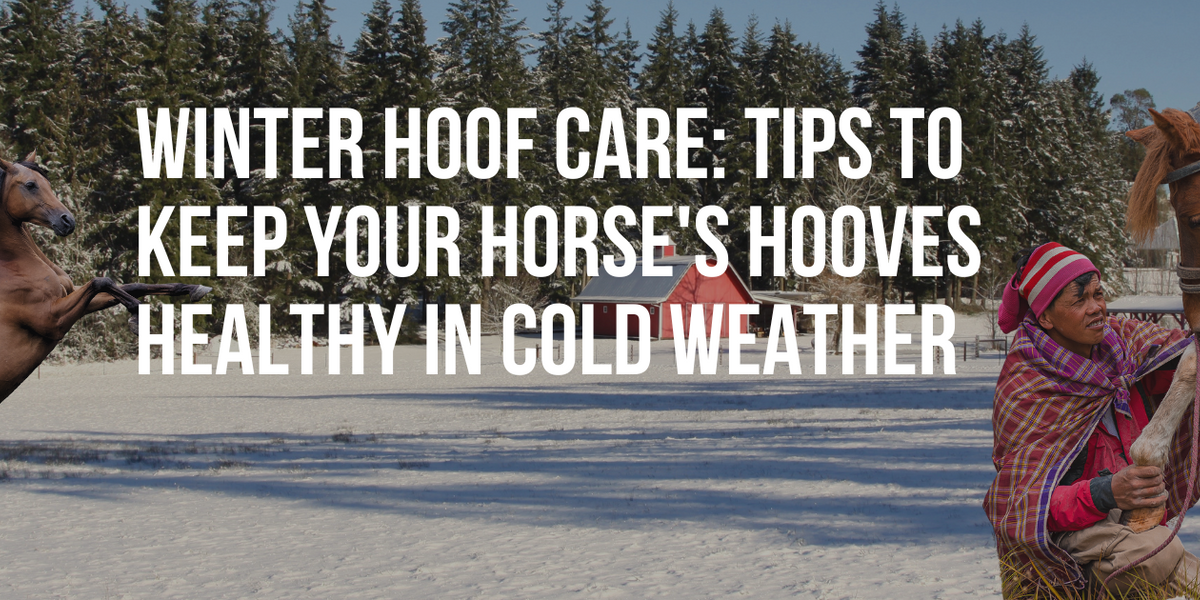 Winter Hoof Care Tips to Keep Your Horse's Hooves Healthy in Cold