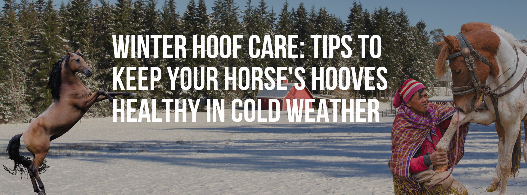 Winter Hoof Care Tips to Keep Your Horse's Hooves Healthy in Cold
