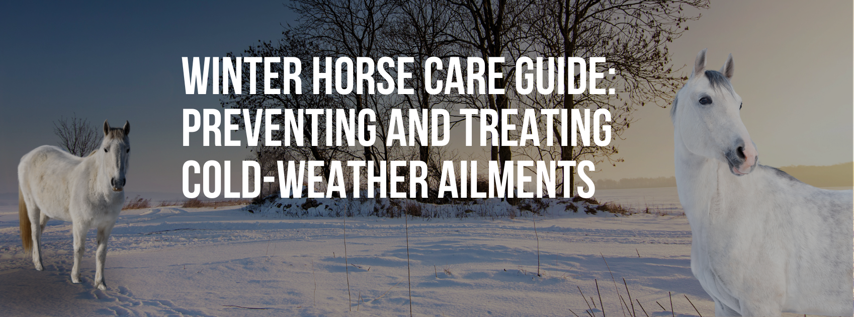 Winter Horse Care Guide: Preventing and Treating Cold-Weather Ailments