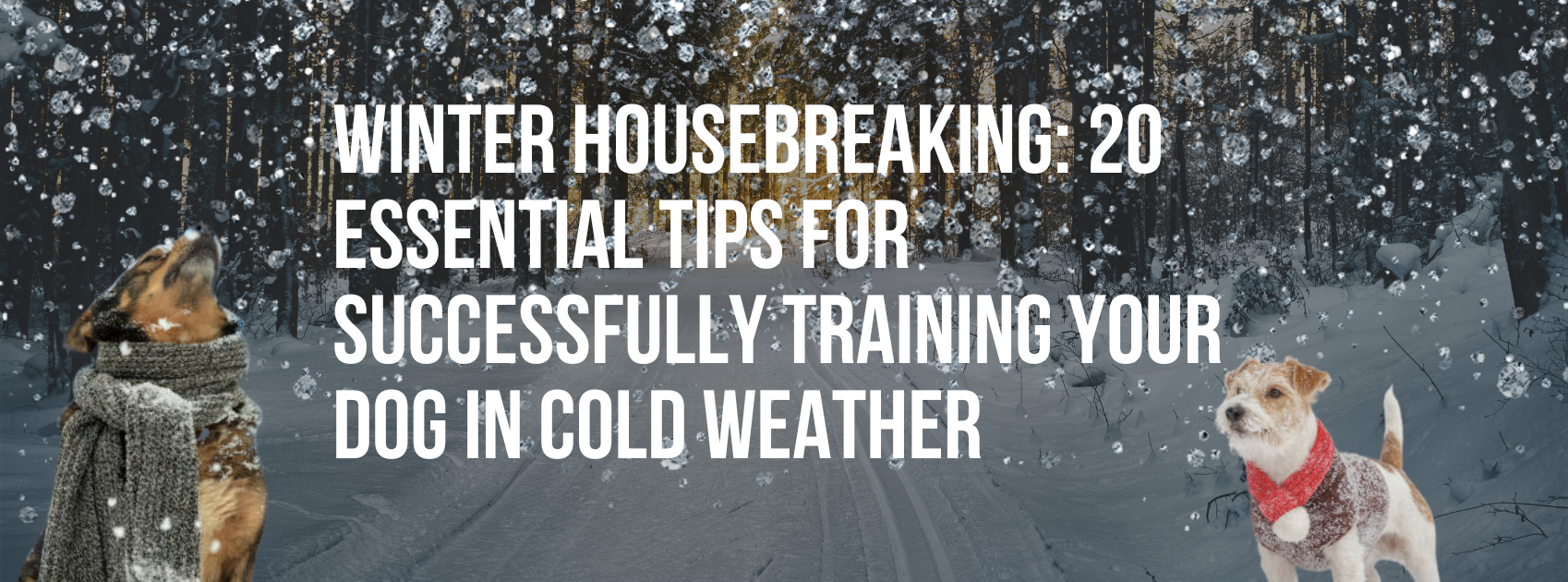 Winter Housebreaking: 20 Essential Tips for Successfully Training Your Dog in Cold Weather
