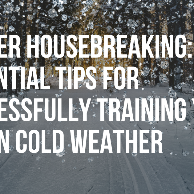 Winter Housebreaking: 20 Essential Tips for Successfully Training Your Dog in Cold Weather
