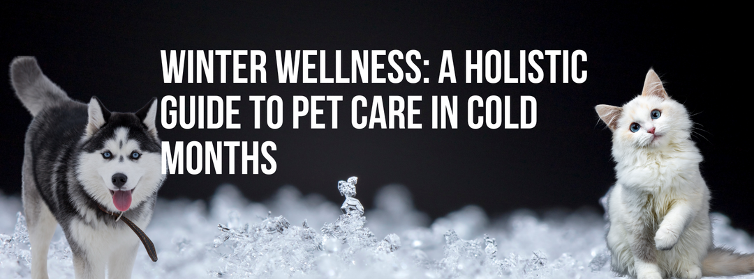Winter Wellness: A Holistic Guide to Pet Care in Cold Months