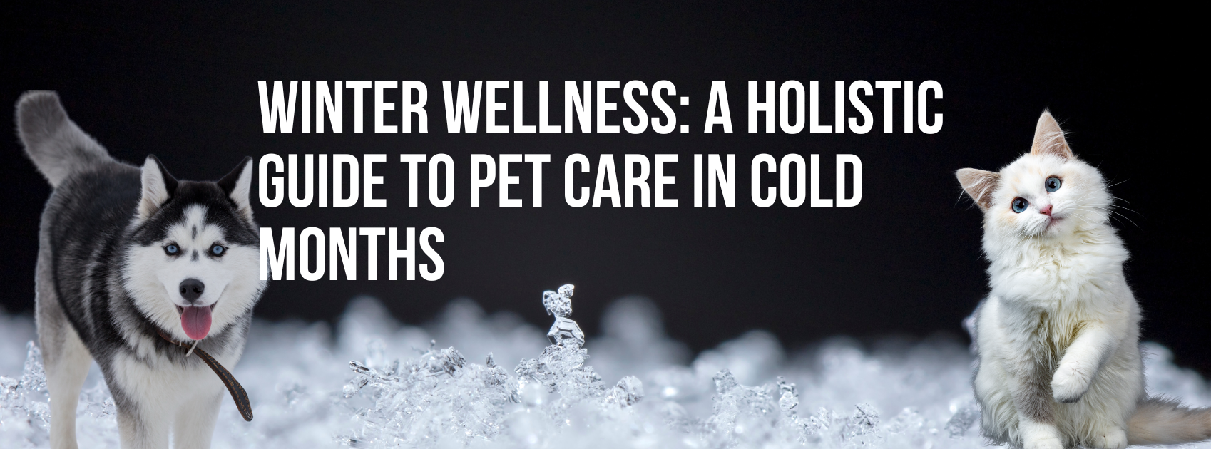 Winter Wellness: A Holistic Guide to Pet Care in Cold Months