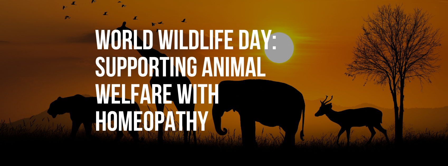 World Wildlife Day: Supporting Animal Welfare with Homeopathy