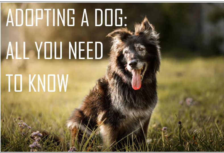 ADOPTING A DOG - ALL YOU NEED TO KNOW