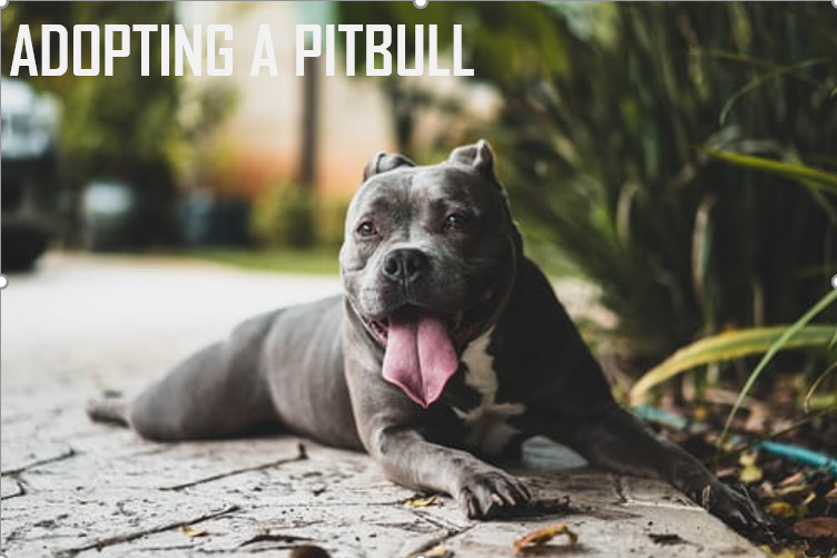 ADOPTING A PITBULL