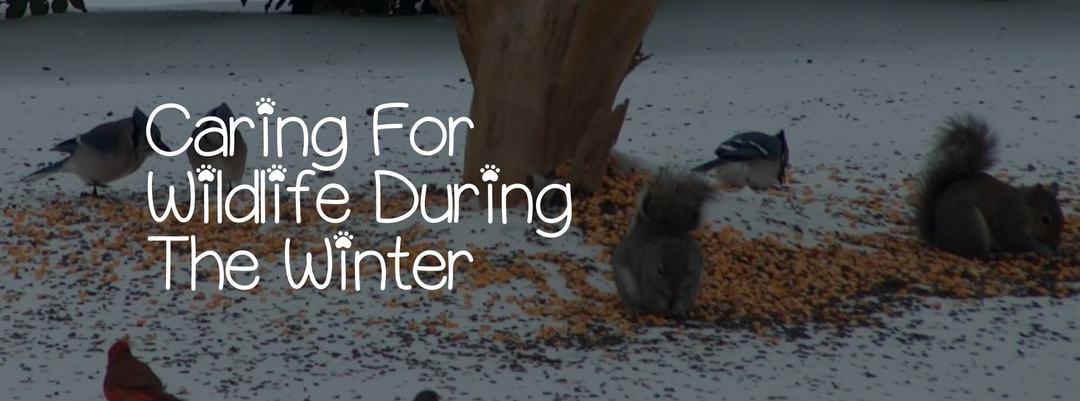 CARING FOR WILDLIFE DURING THE WINTER