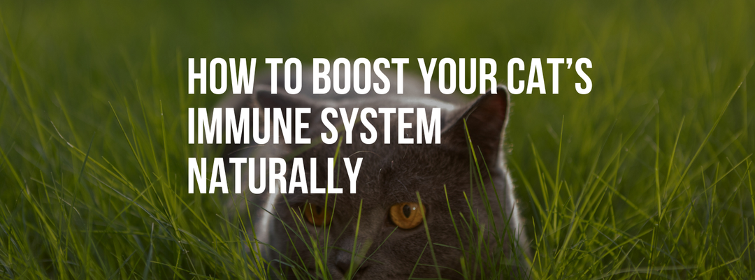 How to Boost Your Cat’s Immune System Naturally