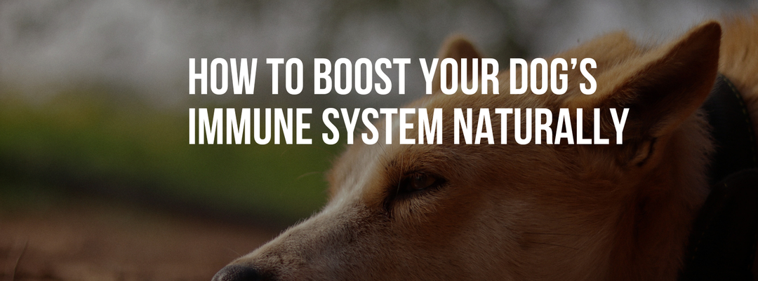 How to Boost Your Dog’s Immune System Naturally