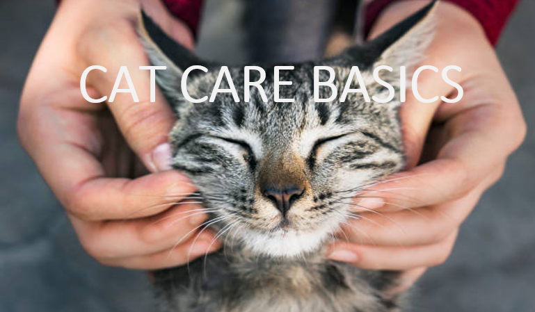 CAT CARE BASICS