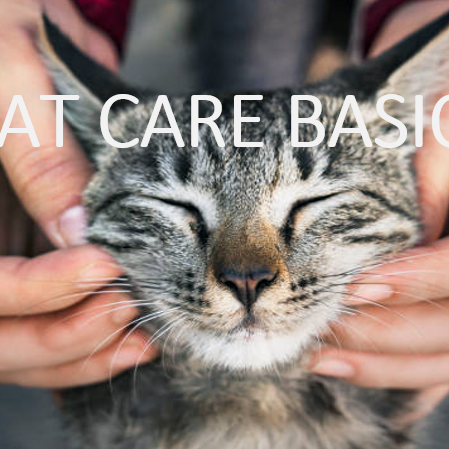 CAT CARE BASICS