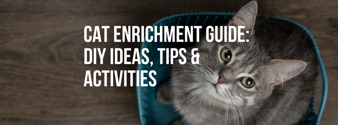 Cat Enrichment Guide: DIY Ideas, Tips & Activities