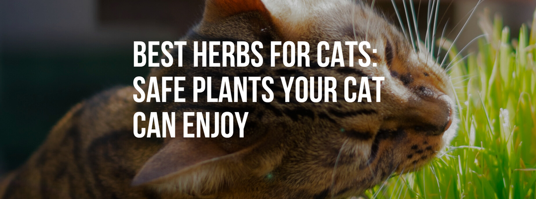 Best Herbs for Cats: Safe Plants Your Cat Can Enjoy