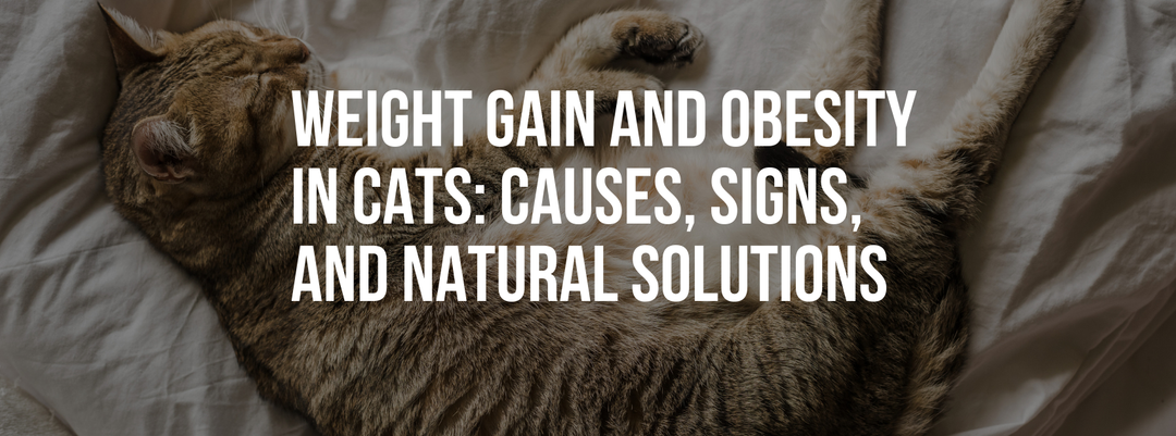 Weight Gain and Obesity in Cats: Causes, Signs, and Natural Solutions
