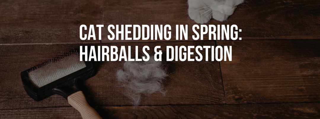 Cat Shedding in Spring: Hairballs & Digestion Tips