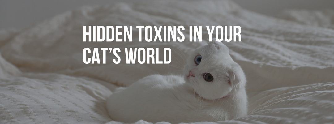 Hidden Toxins in Your Cat’s World: Everyday Items to Avoid