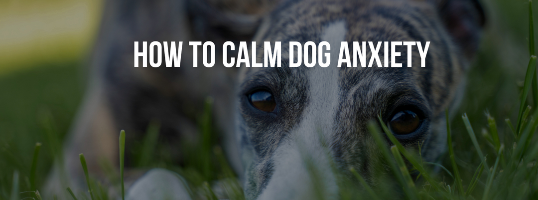 How to Calm Dog Anxiety: Causes, Symptoms & Natural Remedies