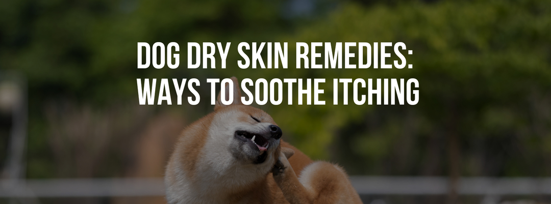 Dog Dry Skin Remedies: Natural Ways to Soothe Itching
