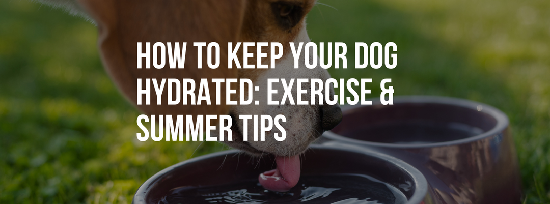 How to Keep Your Dog Hydrated: Exercise & Summer Tips