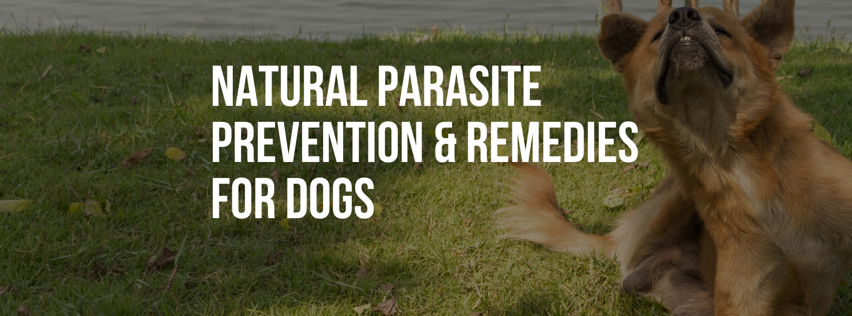 Natural Parasite Prevention & Remedies for Dogs