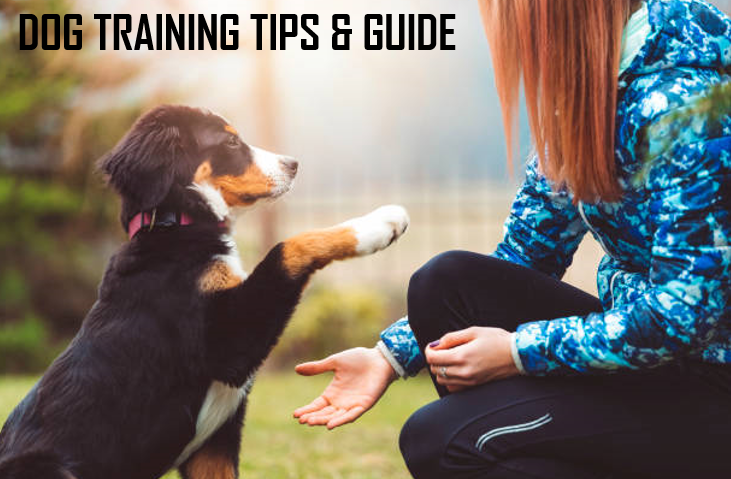 DOG TRAINING TIPS & GUIDE — Healthy Animals 4Ever