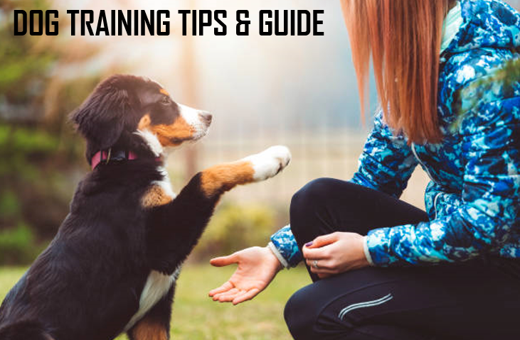 DOG TRAINING TIPS & GUIDE