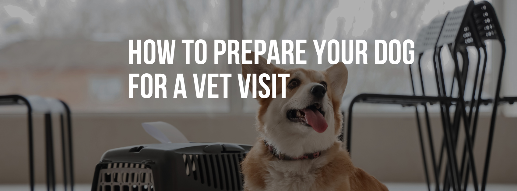 How to Prepare Your Dog for a Vet Visit: Stress-Free Tips
