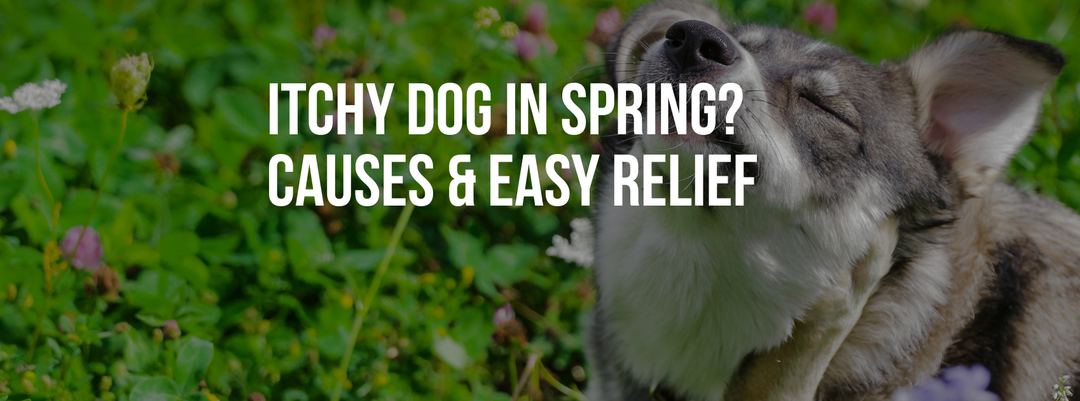 Itchy Dog in Spring? Causes & Easy Relief