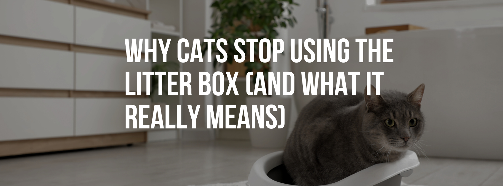 Why Cats Stop Using the Litter Box (And What It Really Means)