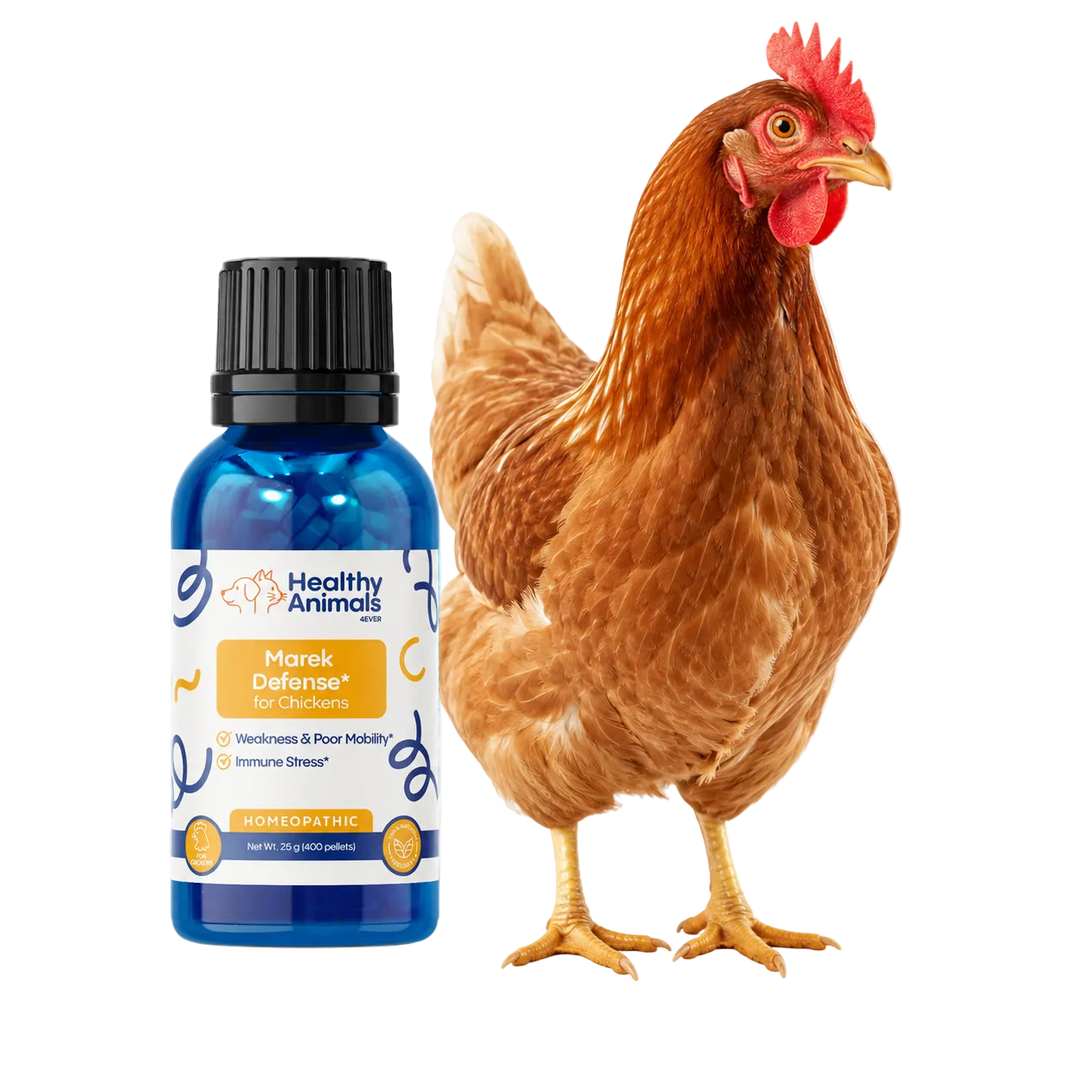 Chicken For Test