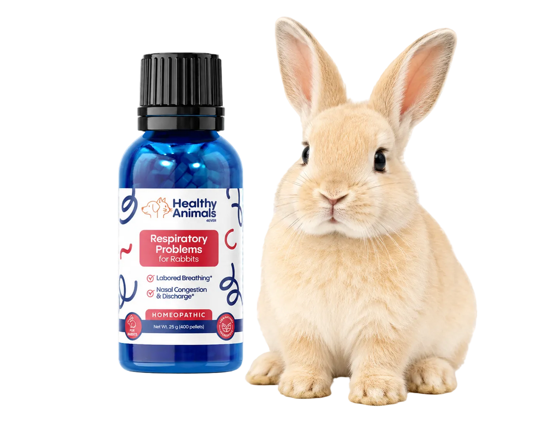 Rabbit for test