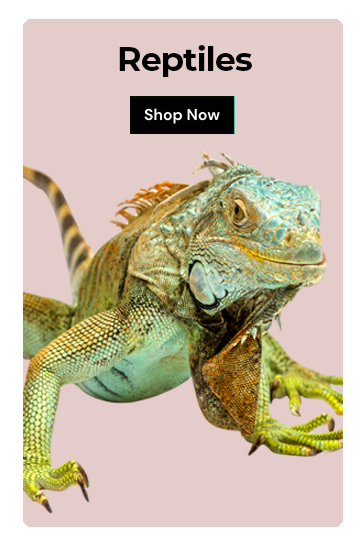 For Your Reptiles