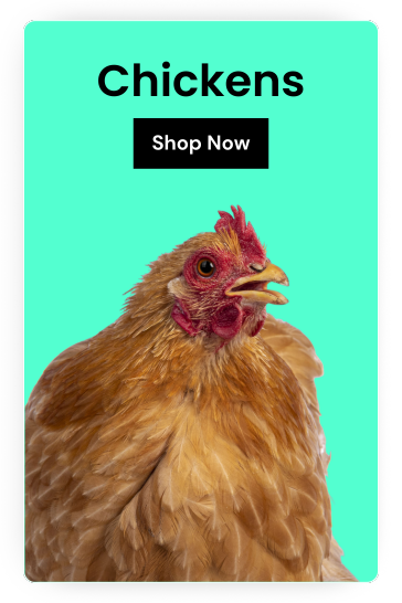 For Your Chickens