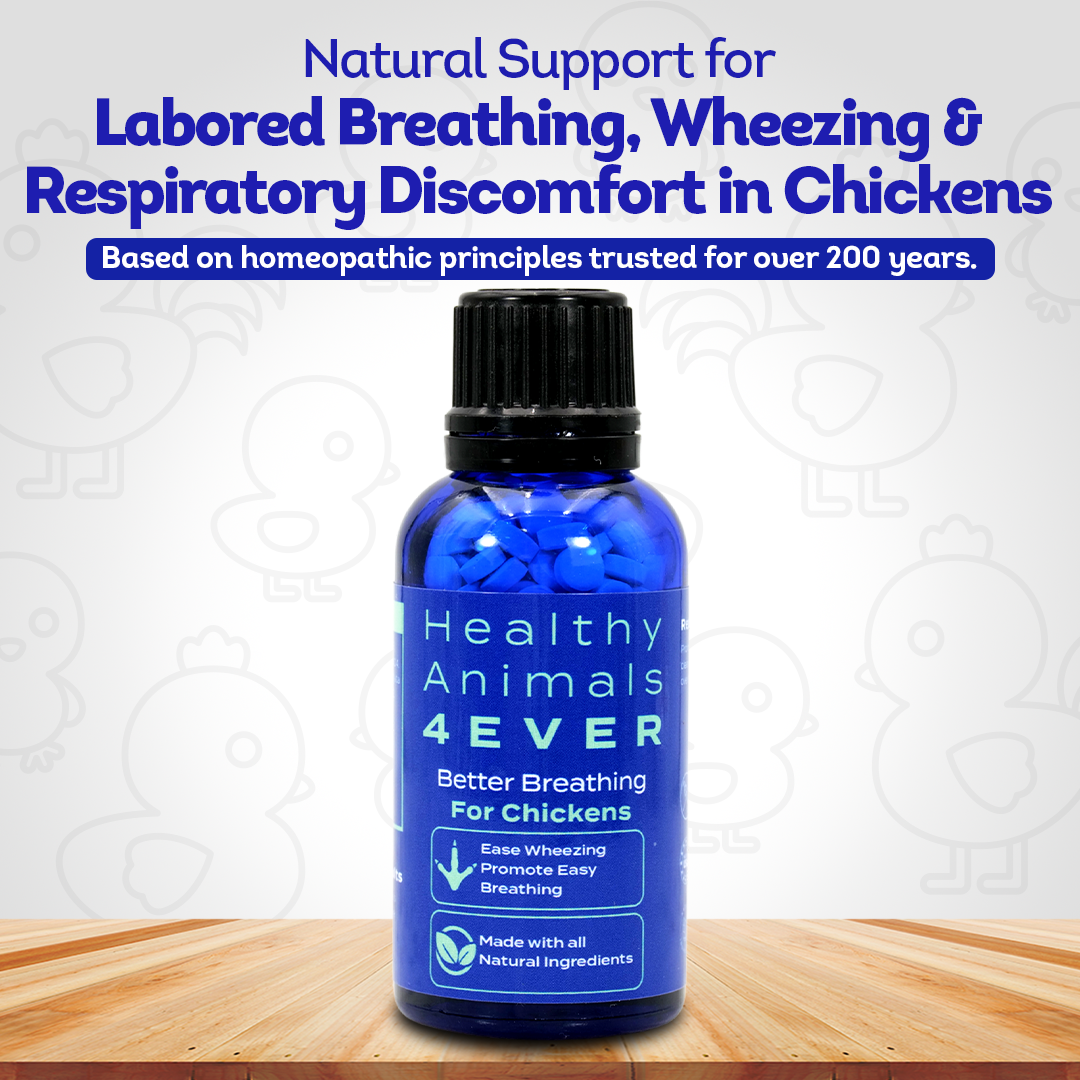 Chicken Respiratory Support Supplement - Effective Breathing Aid for Chickens - Highly Effective Homeopathic Formula - 300 Tablets